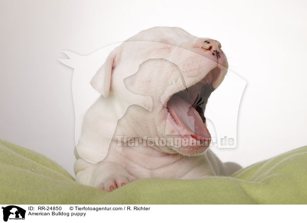 American Bulldog puppy / RR-24850