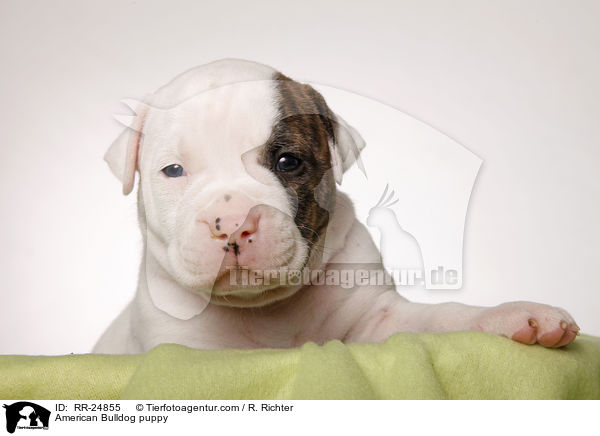 American Bulldog puppy / RR-24855