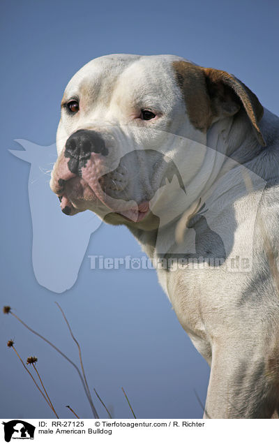 American Bulldog Rde / male American Bulldog / RR-27125
