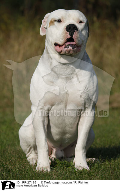 American Bulldog Rde / male American Bulldog / RR-27139