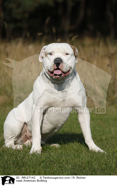 American Bulldog Rde / male American Bulldog / RR-27142