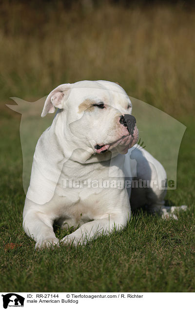 American Bulldog Rde / male American Bulldog / RR-27144