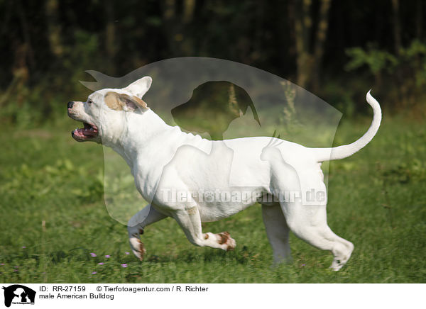 American Bulldog Rüde / male American Bulldog / RR-27159