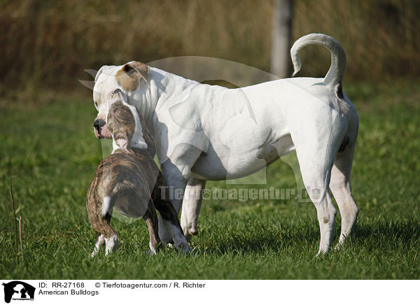 American Bulldogs / American Bulldogs / RR-27168