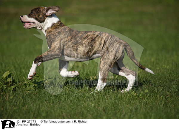 American Bulldog / RR-27173
