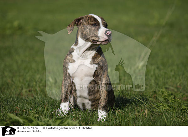 Amerikanische Bulldogge / American Bulldog / RR-27174