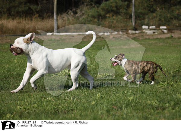 American Bulldogs / American Bulldogs / RR-27187