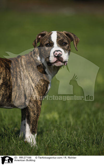 Amerikanische Bulldogge / American Bulldog / RR-27188