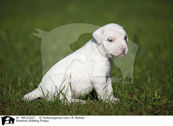 Amerikanische Bulldogge Welpe / American Bulldog Puppy / RR-27207