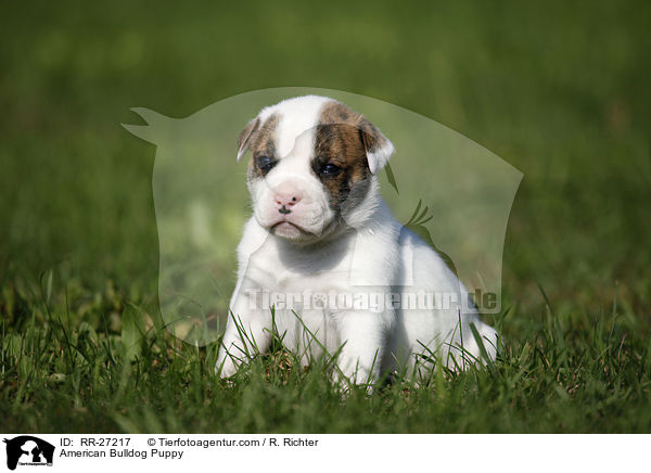 Amerikanische Bulldogge Welpe / American Bulldog Puppy / RR-27217