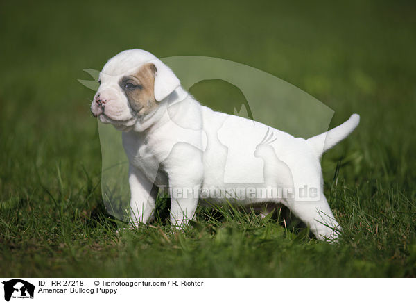 Amerikanische Bulldogge Welpe / American Bulldog Puppy / RR-27218