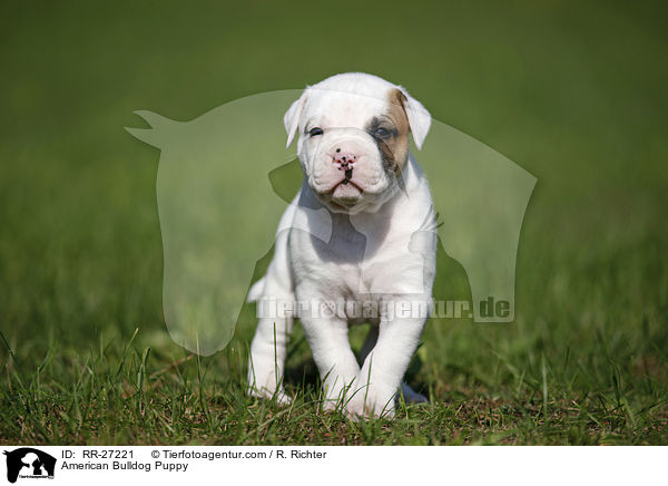 Amerikanische Bulldogge Welpe / American Bulldog Puppy / RR-27221