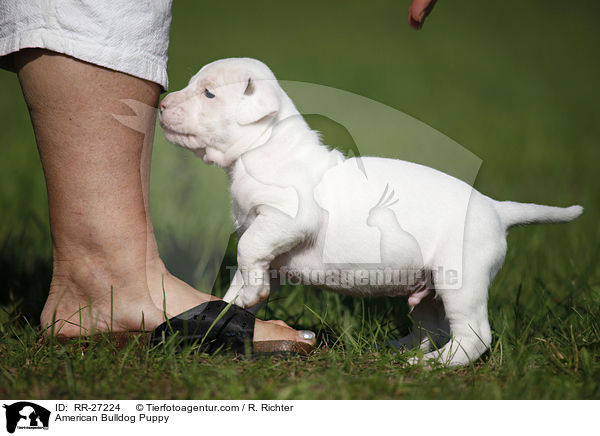 Amerikanische Bulldogge Welpe / American Bulldog Puppy / RR-27224