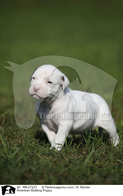 Amerikanische Bulldogge Welpe / American Bulldog Puppy / RR-27227