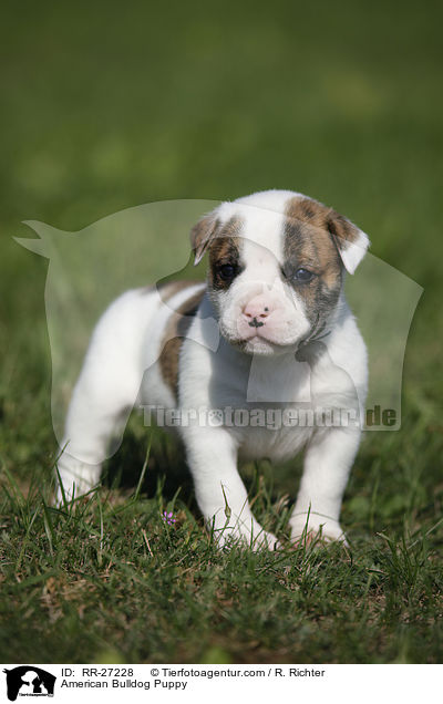 Amerikanische Bulldogge Welpe / American Bulldog Puppy / RR-27228