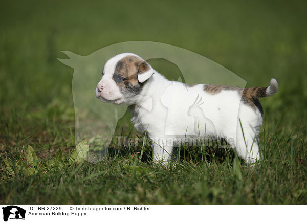 Amerikanische Bulldogge Welpe / American Bulldog Puppy / RR-27229
