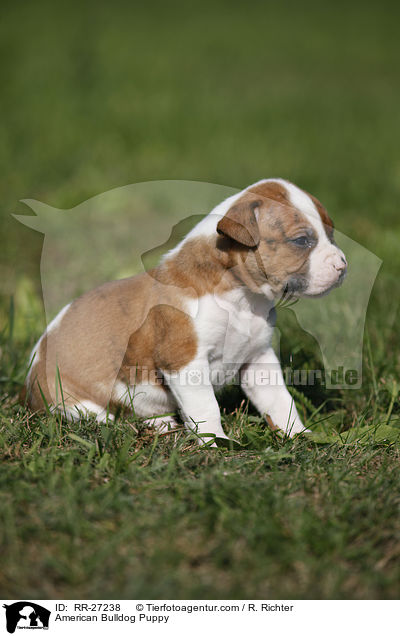 Amerikanische Bulldogge Welpe / American Bulldog Puppy / RR-27238