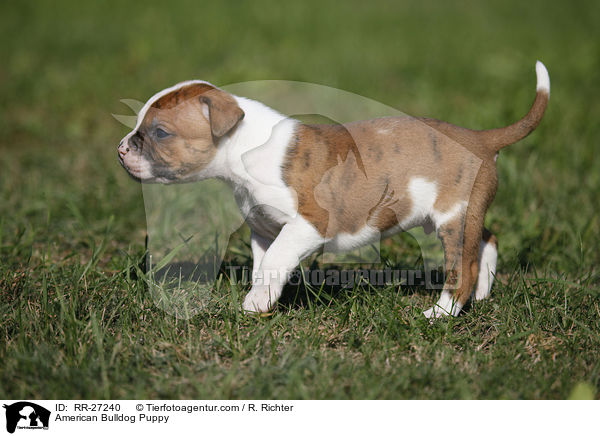 Amerikanische Bulldogge Welpe / American Bulldog Puppy / RR-27240