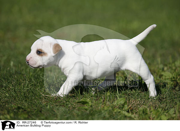Amerikanische Bulldogge Welpe / American Bulldog Puppy / RR-27246