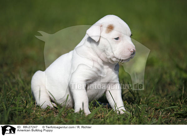 Amerikanische Bulldogge Welpe / American Bulldog Puppy / RR-27247