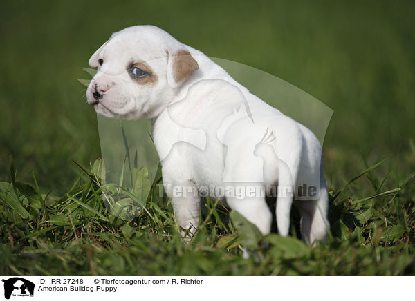 Amerikanische Bulldogge Welpe / American Bulldog Puppy / RR-27248
