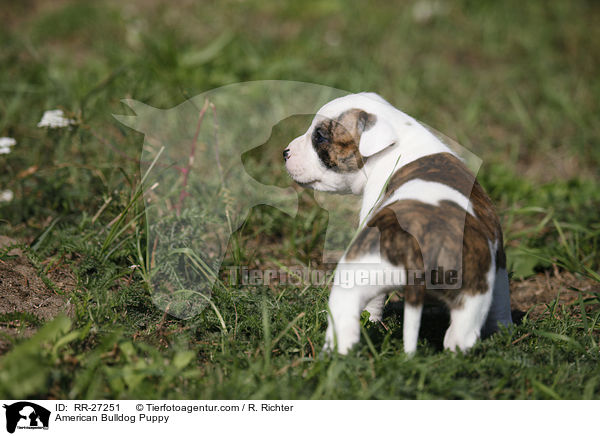 Amerikanische Bulldogge Welpe / American Bulldog Puppy / RR-27251