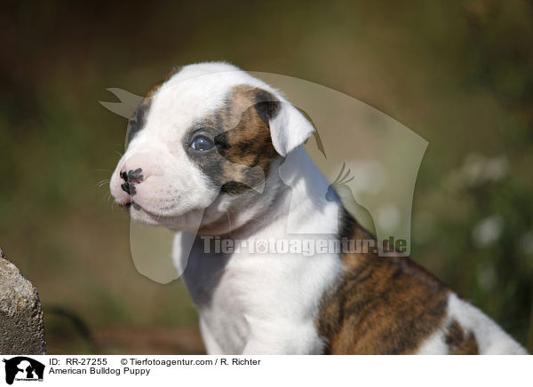 Amerikanische Bulldogge Welpe / American Bulldog Puppy / RR-27255