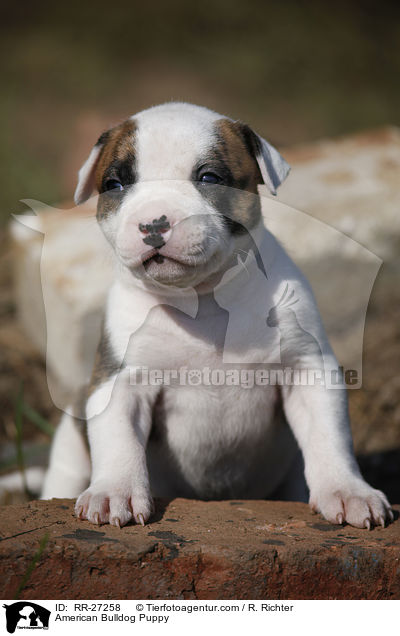 Amerikanische Bulldogge Welpe / American Bulldog Puppy / RR-27258
