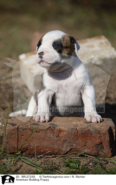 Amerikanische Bulldogge Welpe / American Bulldog Puppy / RR-27259