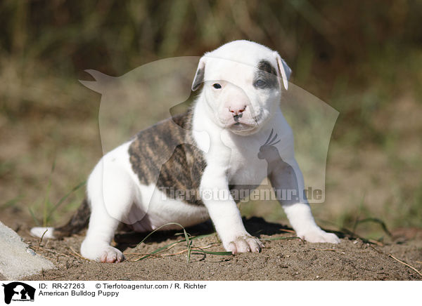 Amerikanische Bulldogge Welpe / American Bulldog Puppy / RR-27263
