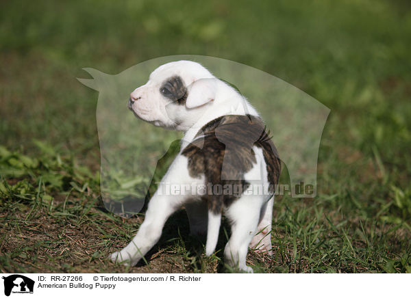 Amerikanische Bulldogge Welpe / American Bulldog Puppy / RR-27266