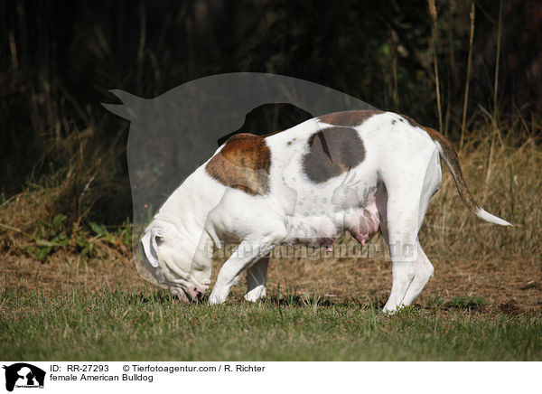 Amerikanische Bulldogge Hndin / female American Bulldog / RR-27293