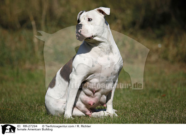 Amerikanische Bulldogge Hndin / female American Bulldog / RR-27294