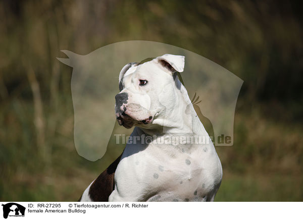 Amerikanische Bulldogge Hndin / female American Bulldog / RR-27295