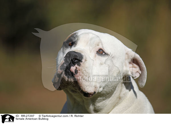 Amerikanische Bulldogge Hndin / female American Bulldog / RR-27297