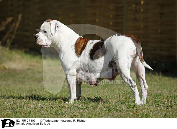 Amerikanische Bulldogge Hndin / female American Bulldog / RR-27303