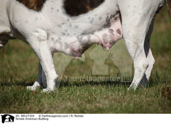 Amerikanische Bulldogge Hndin / female American Bulldog / RR-27304