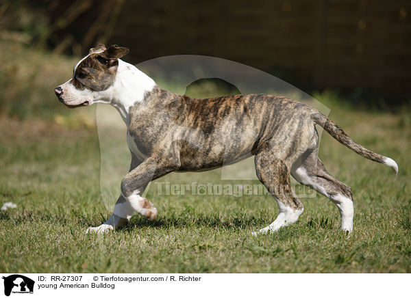 junge Amerikanische Bulldogge / young American Bulldog / RR-27307
