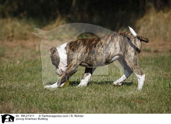 junge Amerikanische Bulldogge / young American Bulldog / RR-27311