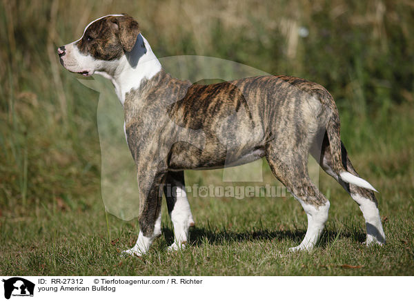 junge Amerikanische Bulldogge / young American Bulldog / RR-27312