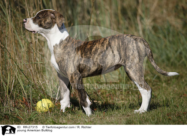 junge Amerikanische Bulldogge / young American Bulldog / RR-27315