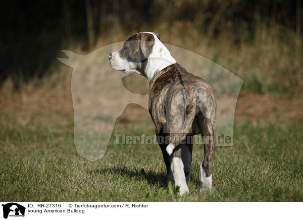 junge Amerikanische Bulldogge / young American Bulldog / RR-27316