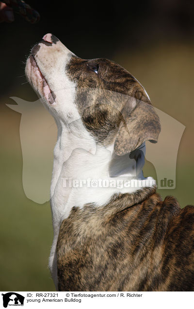 junge Amerikanische Bulldogge / young American Bulldog / RR-27321