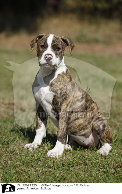 junge Amerikanische Bulldogge / young American Bulldog / RR-27323