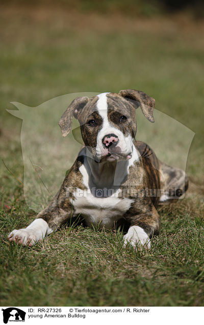 junge Amerikanische Bulldogge / young American Bulldog / RR-27326