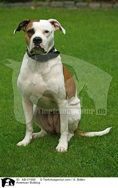 American Bulldog / AB-01986