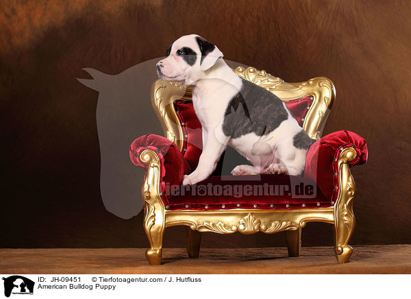 American Bulldog Welpe / American Bulldog Puppy / JH-09451