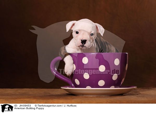 American Bulldog Welpe / American Bulldog Puppy / JH-09453