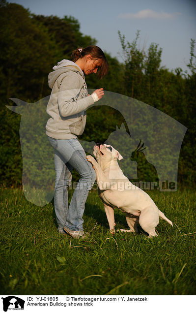 American Bulldog zeigt Trick / American Bulldog shows trick / YJ-01605