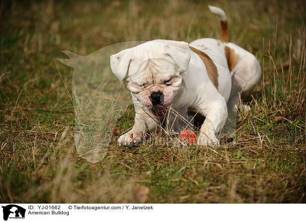 American Bulldog / American Bulldog / YJ-01662